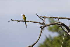 Bird on tree - Sri Lanka