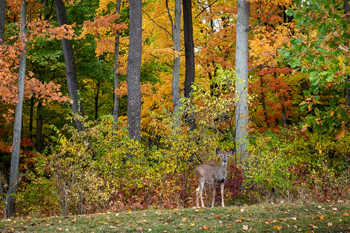 Website:Hunting