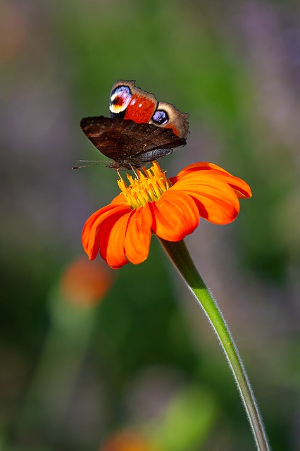 Little butterfly takes a rest