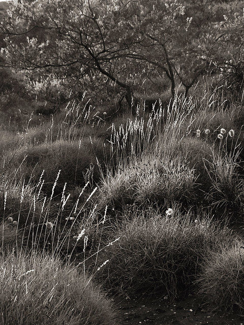 Evening light in the grasses in Western Australia