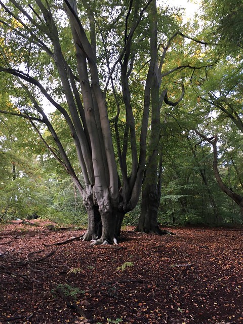 Hornbeam pollard Loughton to Epping