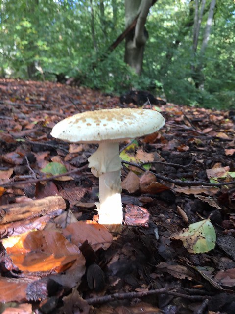 Toadstool Loughton to Epping