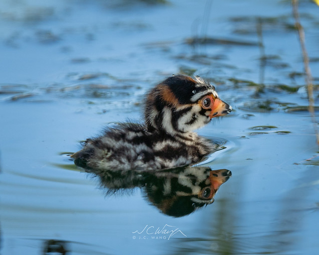 Baby bird and reflection