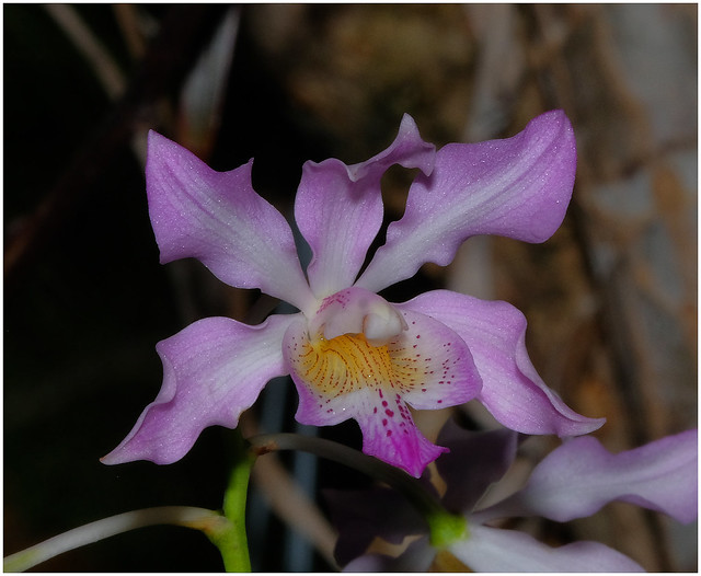 Home garden orchid - Darwin, NT, Australia