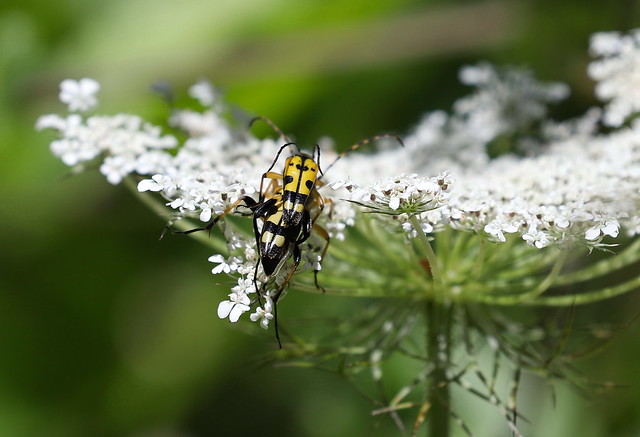 Sydlig blomsterbuk (Black-and-yellow Longhorn Beetle / Rutpela maculata)