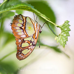 Malachite Butterfly (8).