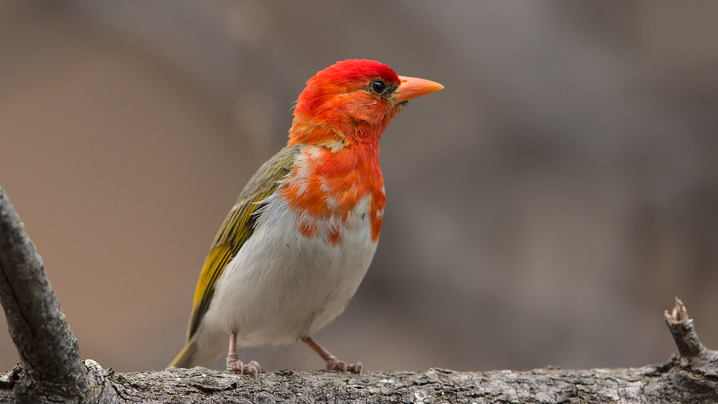 brown bird with red head: Identification, Behavior, and Conservation Red-Headed Weaver