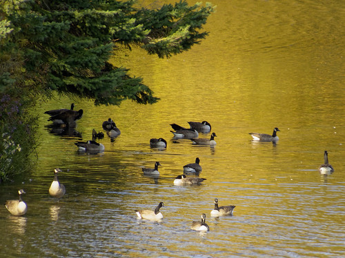 autumn birds canadageese millbrook pond