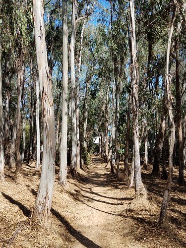 Eucalyptus Grove & Ecological Preserve - UCSD