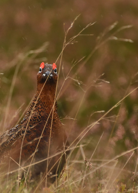 Male Red Grouse