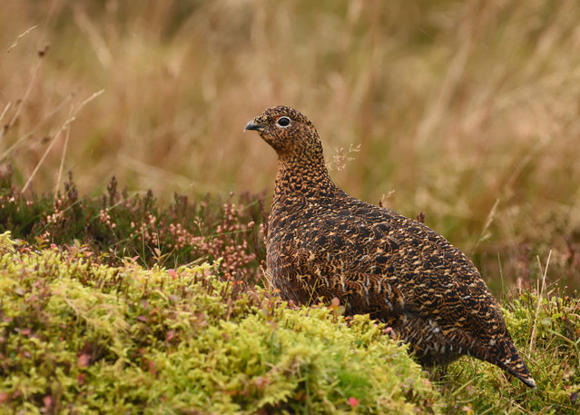 Female Red Grouse