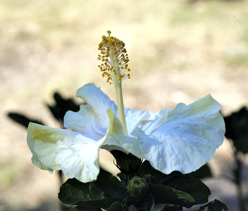 pipecreek texas usa flower white hibiscus bower62mmlenshood bwfpro62mm010uvhaze1xfilter nikonafmicronikkor60mmf28dlens nikond3 nikon