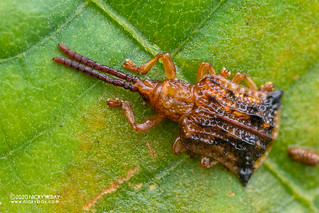Leaf-mining beetle (Oncocephala sp.) - DSC_7681