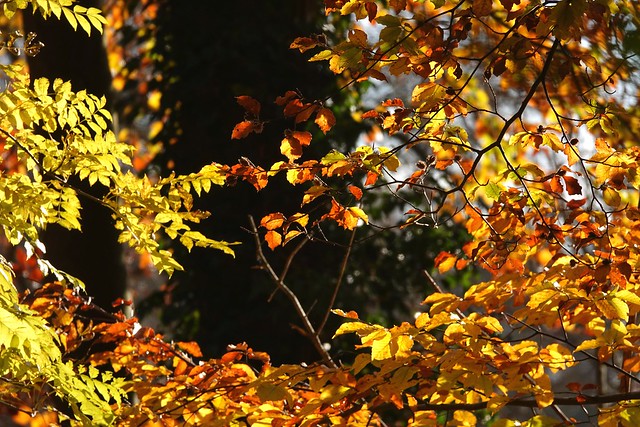 Translucent autumn landscape