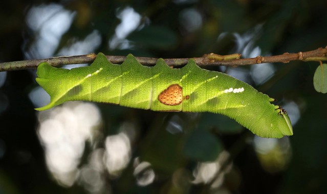 Carpenter Bee Hawk Moth Caterpillar (Sataspes xylocoparis, Smerinthinae, Sphingidae)