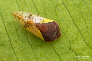 Spittlebug (Taihorina batangana) - DSC_7652
