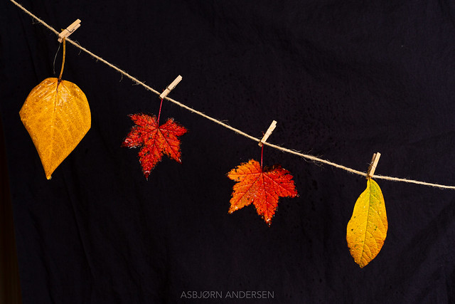 Autumnal Minimalism