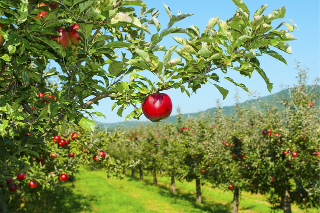Fall-harvest-apple-guide