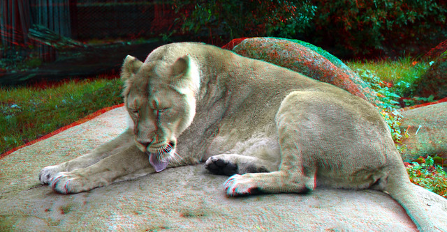 Lion Blijdorp Zoo Rotterdam 3D stereo-set