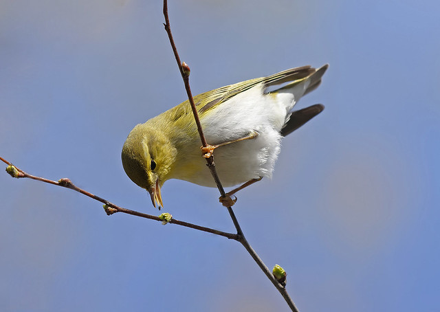 Пеночка-трещотка - Wood warbler