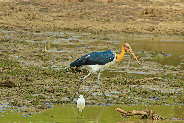 Lesser Adjutant [EXPLORED]