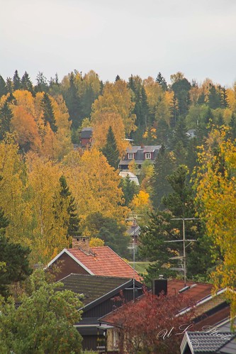dsc5168 sweden västernorrland ångermanland väja n62°5818e17°42 forest skog höst autumn houses neigbourhood grannskap rooftops hustak nikon d5200 atranswe