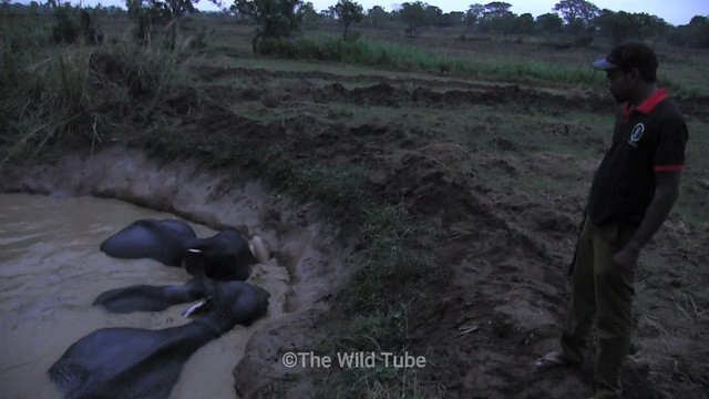 An elephant family with a baby stuck in a muddy well saved by kind humans
