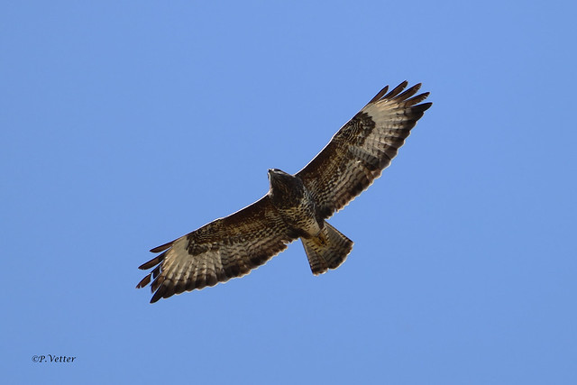 Buse variable 201008-01