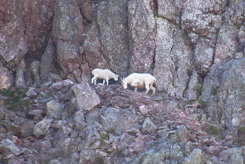 Mountain goats