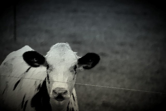 Photo Series: Life on the Farm: 