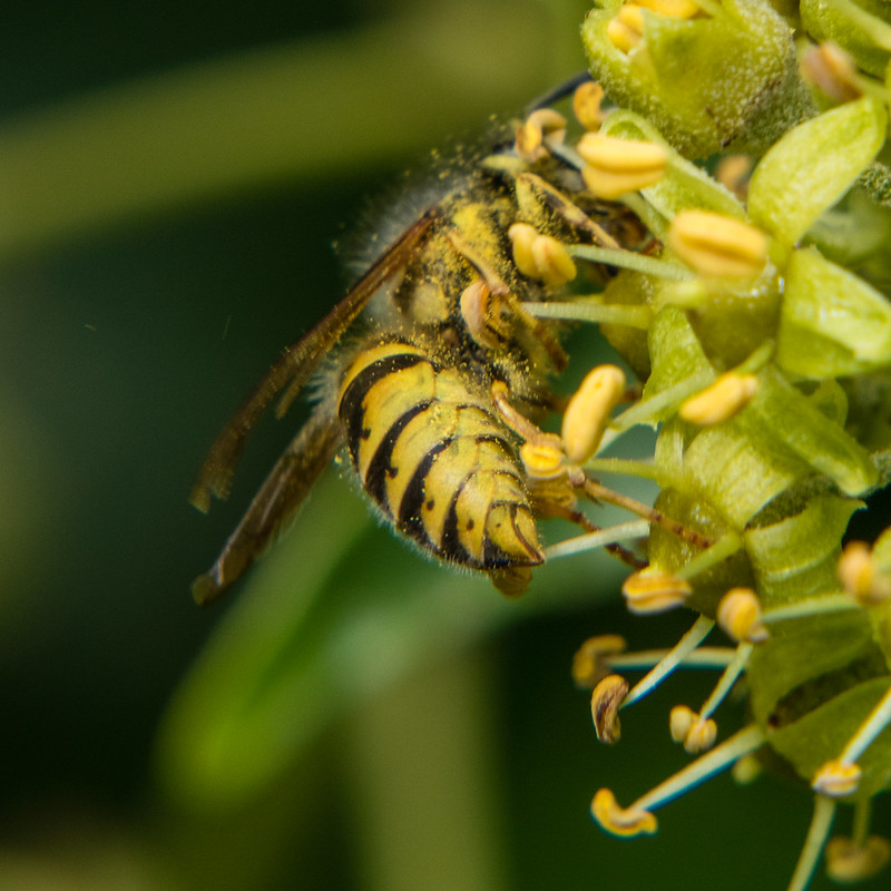 Wasp on ivy flowers