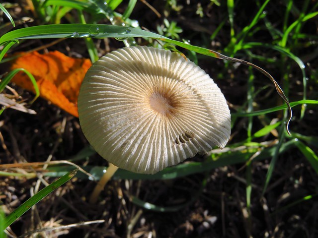 Pilz-Schirmchen / Mushroom umbrella