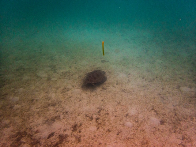 Green Turtle | Chelonia mydas. Pulau Perhentian