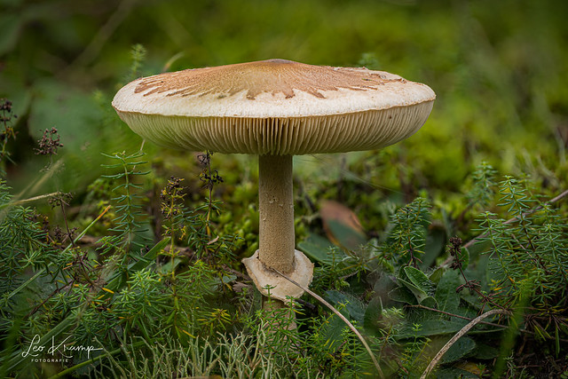 Parasol mushroom | Rafelige parasolzwam