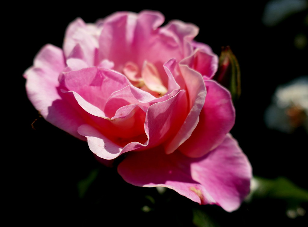 Au jardin, rose (Rosa), Bosdarros, Béarn, Pyrénées Atlantiques, Nouvelle-Aquitaine, France.
