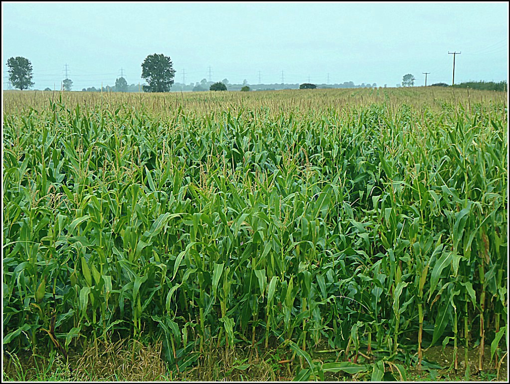 Field of Maize ..