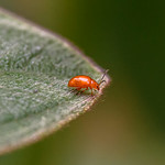 Flea Beetle (Tribe Alticini)