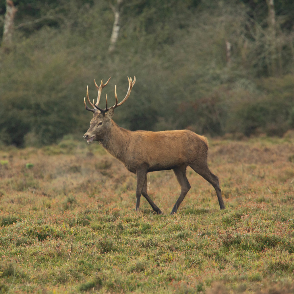 Red Deer Stag in The New Forest.