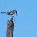Flickr photo 'Northern Mockingbird (Mimus polyglottos)' by: Mary Keim.