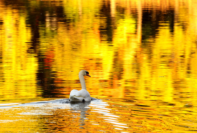 Autumnal Colour with Mute Swan (Cygnus olor)