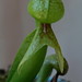Flickr photo 'Darlingtonia californica Torr. / Sarraceniaceae' by: chemazgz.