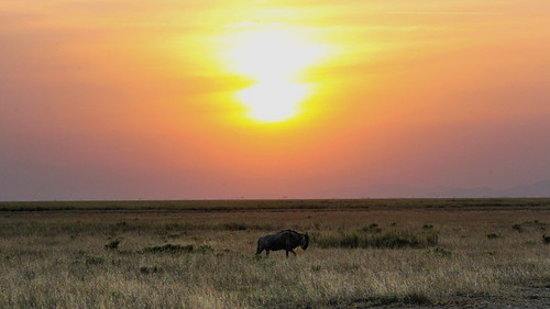 Masai Mara Reserve, Kenya. Photographer Spotlight: Mathias Falcone
