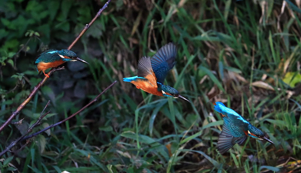 Busy Kingfisher