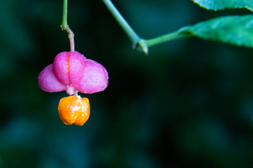 Spindle fruit, seeds starting to show