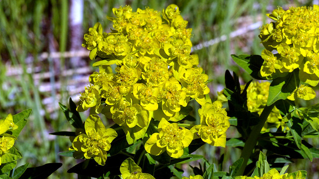 Euphorbia palustris (Euphorbiaceae) (Helsinki, 20200602)