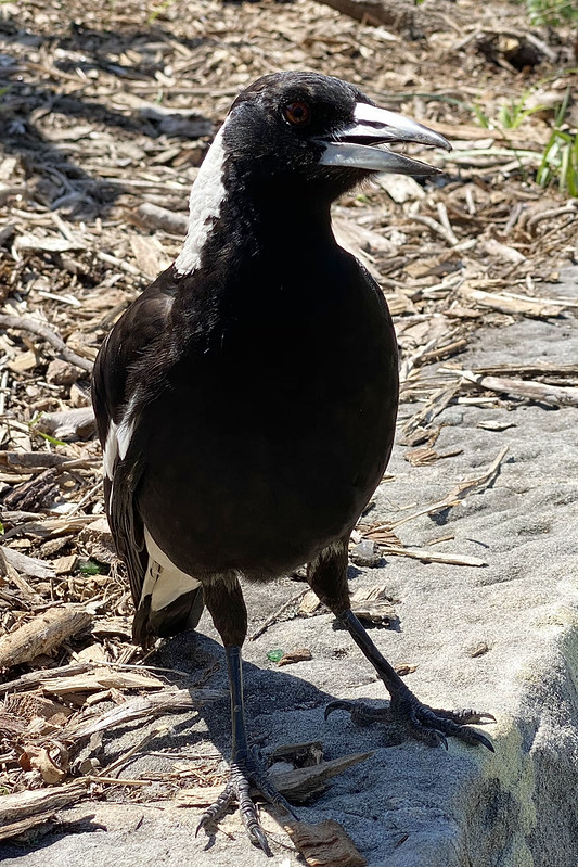 Hungry magpie