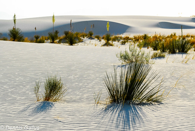 Sparse growth, White Sands NM