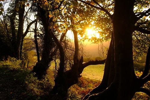 dawn sunrise morning trees autumn countryside fujifilm x100f velvia outside goldenhour
