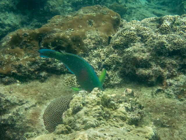 Scarus rivulatus - Surf Parrotfish. Pulau Perhentian