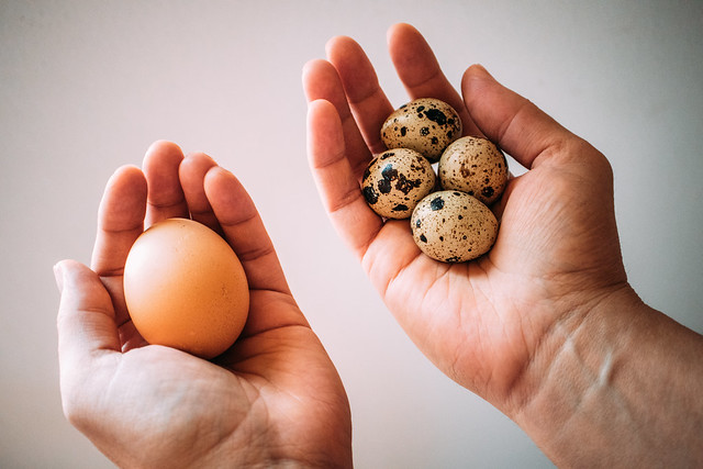 Woman holding four quail eggs in one hand and a chicken egg in the other